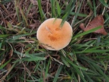 Agrocybe vervacti image