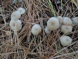 Clitocybe flavidella image