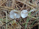 Clitocybe flavidella image