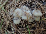 Clitocybe flavidella image