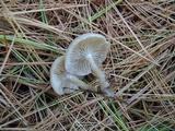 Clitocybe flavidella image