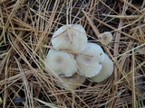 Clitocybe flavidella image