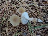 Clitocybe coniferophila image