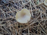 Clitocybe coniferophila image