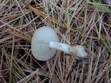 Clitocybe coniferophila image