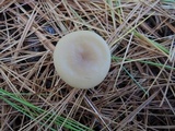 Clitocybe coniferophila image