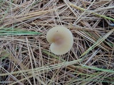 Clitocybe coniferophila image