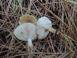 Clitocybe coniferophila image