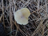 Clitocybe coniferophila image