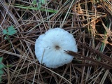 Clitocybe coniferophila image