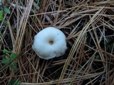 Clitocybe coniferophila image