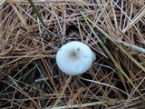 Clitocybe coniferophila image