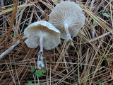 Clitocybe coniferophila image