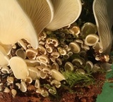 Pleurocybella porrigens image