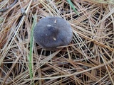 Tricholoma atrosquamosum image