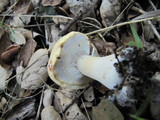 Agaricus albolutescens image
