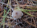 Clitocybe metachroa image