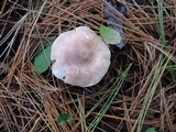 Lepiota subincarnata image