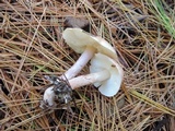 Lepiota subincarnata image