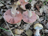 Agaricus albolutescens image