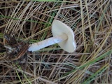 Lepiota subincarnata image
