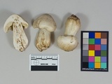 Tricholoma smithii image