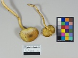 Tricholomopsis decora image