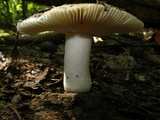 Russula cyanoxantha image