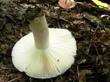 Russula cyanoxantha image