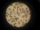Russula cyanoxantha image