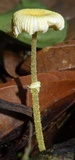 Leucocoprinus fragilissimus image