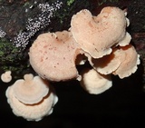 Panellus pusillus image