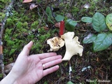 Cantharellus subalbidus image