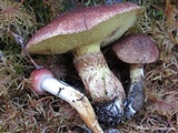Suillus lakei image