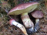 Suillus lakei image