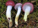 Gomphidius subroseus image