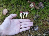 Gomphidius subroseus image