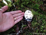 Amanita silvicola image