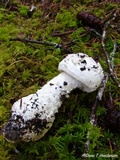 Amanita silvicola image