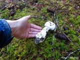 Amanita silvicola image