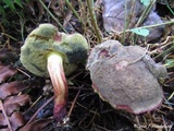 Boletus chrysenteron image