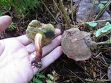 Boletus chrysenteron image