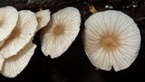 Pseudohiatula irrorata image
