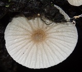 Pseudohiatula irrorata image