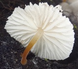 Pseudohiatula irrorata image