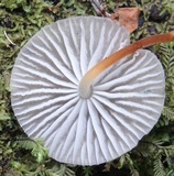 Pseudohiatula irrorata image