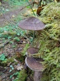 Pluteus atromarginatus image