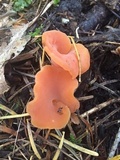 Guepinia helvelloides image