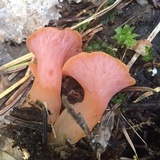 Guepinia helvelloides image