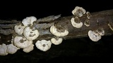 Poronidulus conchifer image
